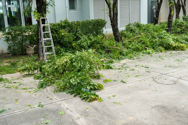 Best Tree Maintenance Programs  in Jamestown West, NY